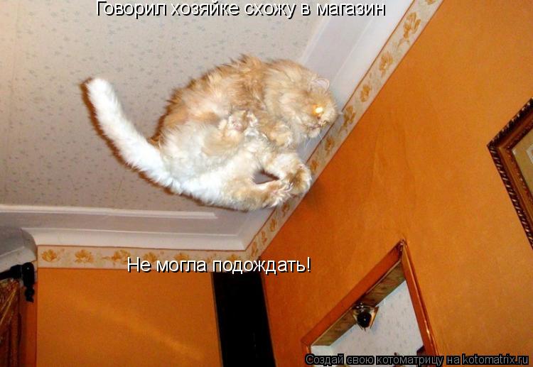 Говорил хозяйке схожу в магазин Не могла подождать!... Котоматрица: Говорил хозяйке схожу в магазин Не могла подождать!