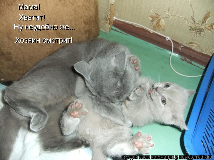 Ну неудобно же... Мама! Хватит! Хозяин смотрит!... Котоматрица: Ну неудобно же... Мама! Хватит! Хозяин смотрит!