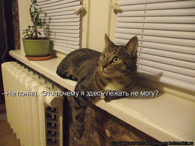 --Не понял...Это почему я здесь лежать не могу?... Котоматрица: --Не понял...Это почему я здесь лежать не могу?