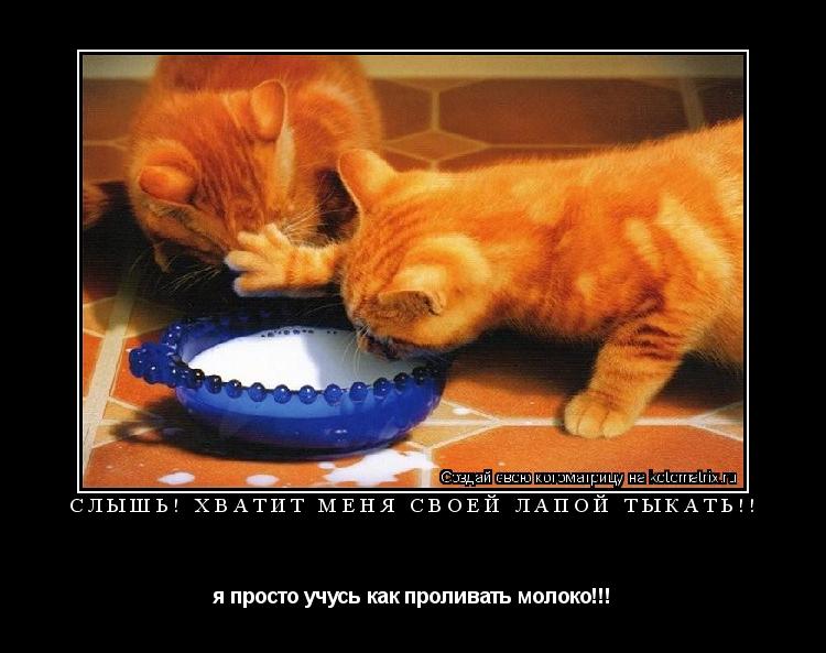 слышь! хватит меня своей лапой тыкать!! я просто учусь как проливать молоко!!!... Котоматрица: слышь! хватит меня своей лапой тыкать!! я просто учусь как проливать молоко!!!
