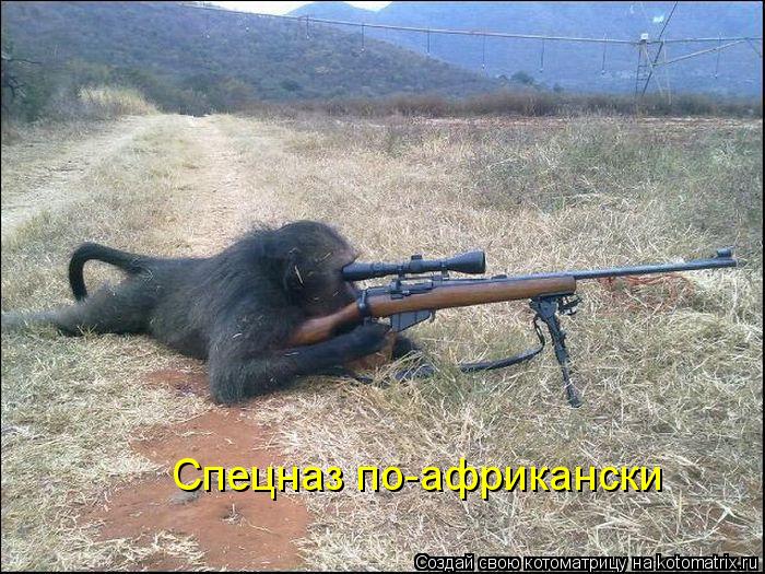 Спецназ по-африкански... Котоматрица: Спецназ по-африкански