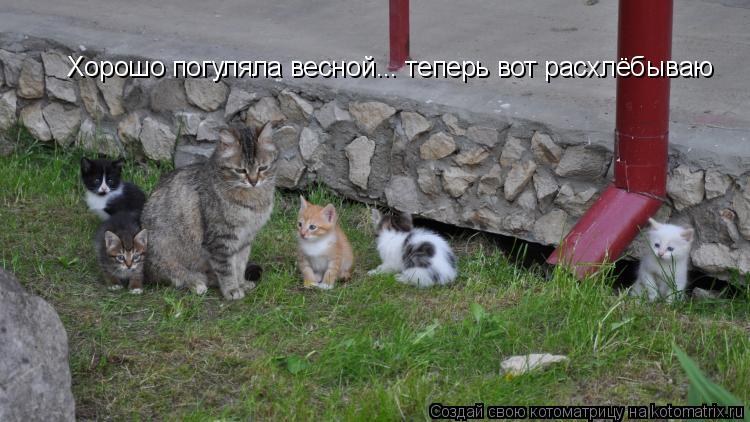 Хорошо погуляла весной... теперь вот расхлёбываю... Котоматрица: Хорошо погуляла весной... теперь вот расхлёбываю