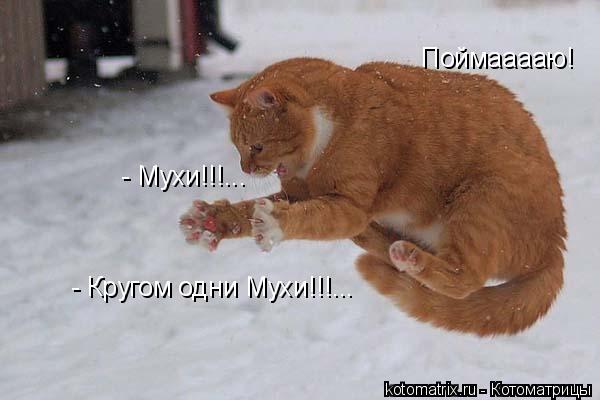 Котоматрица: - Мухи!!!... - Кругом одни Мухи!!!... Поймааааю!