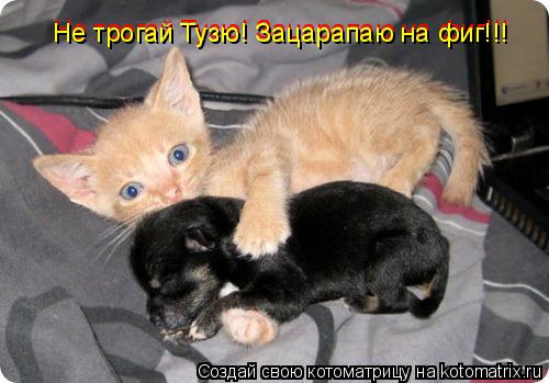 Не трогай Тузю! Зацарапаю на фиг!!! Не трогай Тузю! Зацарапаю на фиг!!!... Котоматрица: Не трогай Тузю! Зацарапаю на фиг!!! Не трогай Тузю! Зацарапаю на фиг!!!