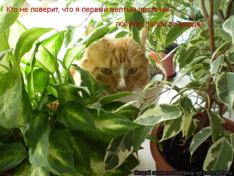Кто не поверит, что я первый желтый листочек получит лапой по морде!... Котоматрица: Кто не поверит, что я первый желтый листочек получит лапой по морде!