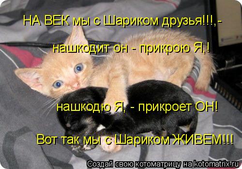 НА ВЕК мы с Шариком друзья!!!,- нашкодит он - прикрою Я,! нашкодю Я, - прикроет ОН! Вот так мы с Шари... Котоматрица: НА ВЕК мы с Шариком друзья!!!,- нашкодит он - прикрою Я,! нашкодю Я, - прикроет ОН! Вот так мы с Шариком ЖИВЕМ!!!