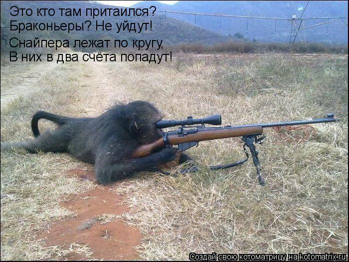 Это кто там притаился? Браконьеры? Не уйдут! Снайпера лежат по кругу, В них в два счёта попадут!... Котоматрица: Это кто там притаился? Браконьеры? Не уйдут! Снайпера лежат по кругу, В них в два счёта попадут!
