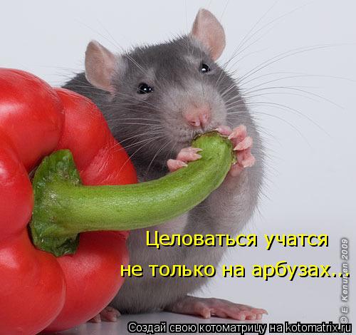 Целоваться учатся не только на арбузах...... Котоматрица: Целоваться учатся не только на арбузах...