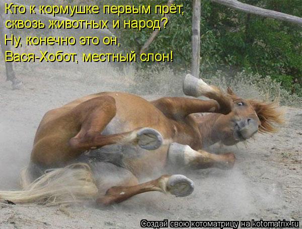 Кто к кормушке первым прёт, сквозь животных и народ? Ну, конечно это он, Вася-Хобот, местный слон!... Котоматрица: Кто к кормушке первым прёт, сквозь животных и народ? Ну, конечно это он, Вася-Хобот, местный слон!