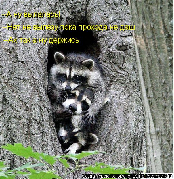 --А ну вылалась! --Нет не вылезу пока прохода не даш --Ах так а ну держись... Котоматрица: --А ну вылалась! --Нет не вылезу пока прохода не даш --Ах так а ну держись