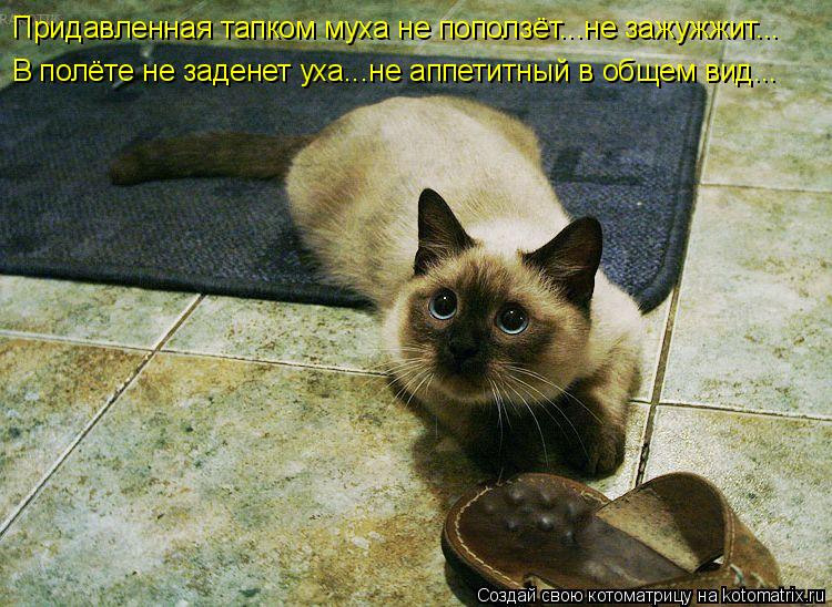 Придавленная тапком муха не поползёт...не зажужжит... В полёте не заденет уха...не аппетитный в общем... Котоматрица: Придавленная тапком муха не поползёт...не зажужжит... В полёте не заденет уха...не аппетитный в общем вид...
