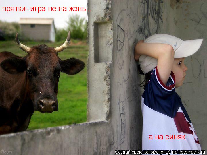 прятки- игра не на жзнь... а на синяк... Котоматрица: прятки- игра не на жзнь... а на синяк