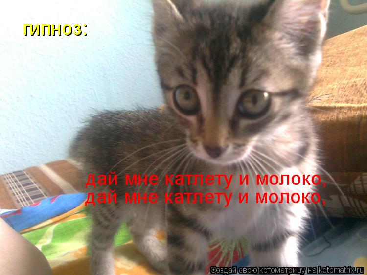 Котоматрица: гипноз: дай мне катлету и молоко, дай мне катлету и молоко,