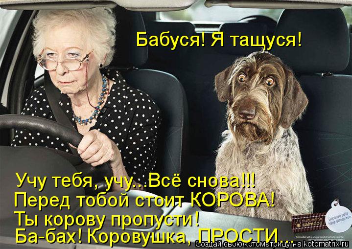 Котоматрица: Бабуся! Я тащуся! Учу тебя, учу...Всё снова!!! Перед тобой стоит КОРОВА! Ты корову пропусти! Ба-бах! Коровушка, ПРОСТИ...