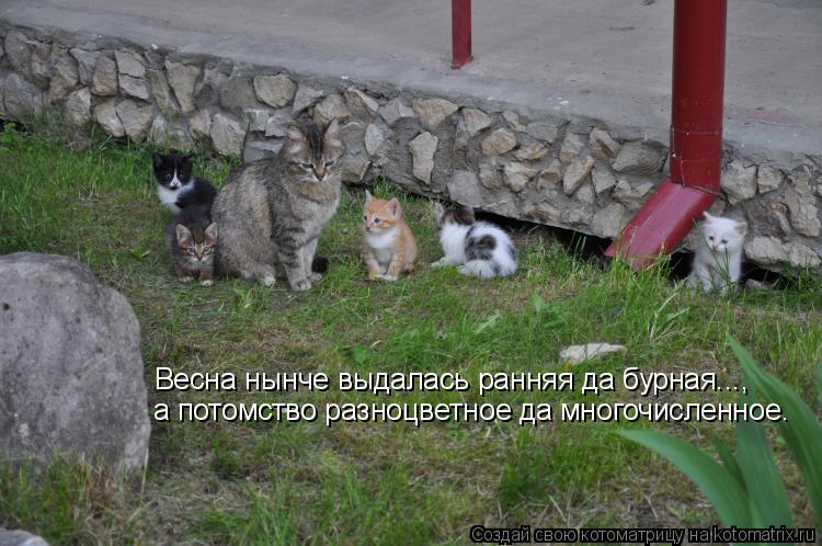 Котоматрица: Весна нынче выдалась ранняя да бурная..., а потомство разноцветное да многочисленное.