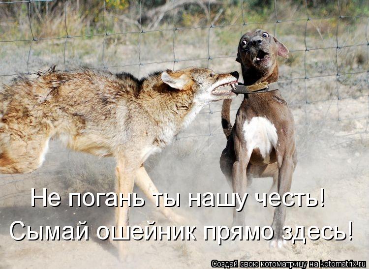Котоматрица: Сымай ошейник прямо здесь! Не погань ты нашу честь!