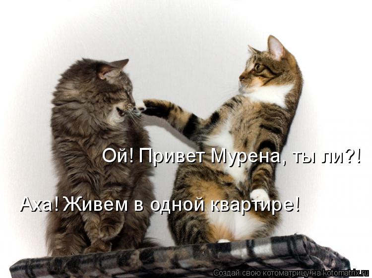 Котоматрица: Ой! Привет Мурена, ты ли?! Аха! Живем в одной квартире!