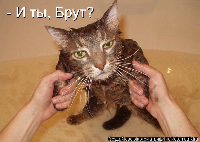 Котоматрица: - И ты, Брут?»