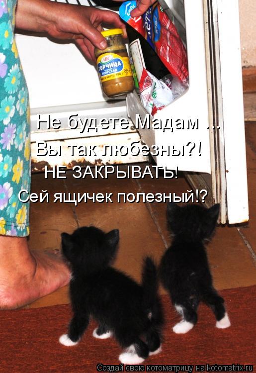 Котоматрица: НЕ ЗАКРЫВАТЬ! Сей ящичек полезный!? Не будете Мадам ... Вы так любезны?!