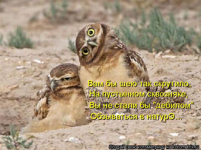 Вам бы шею так скрутило, На пустынном сквозняке, Вы не стали бы "дебилом" Обзываться в натурЭ...... Котоматрица: Вам бы шею так скрутило, На пустынном сквозняке, Вы не стали бы "дебилом" Обзываться в натурЭ...