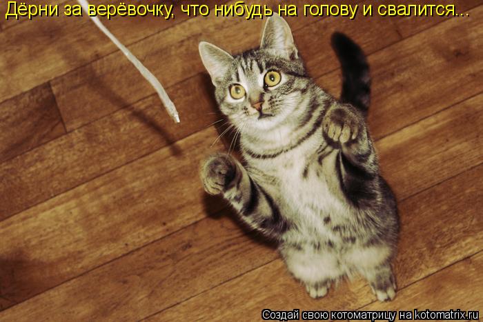 Дёрни за верёвочку, что нибудь на голову и свалится...... Котоматрица: Дёрни за верёвочку, что нибудь на голову и свалится...