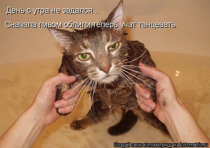 День с утра не задался... Сначала пивом облили,теперь учат танцевать.... Котоматрица: День с утра не задался... Сначала пивом облили,теперь учат танцевать.