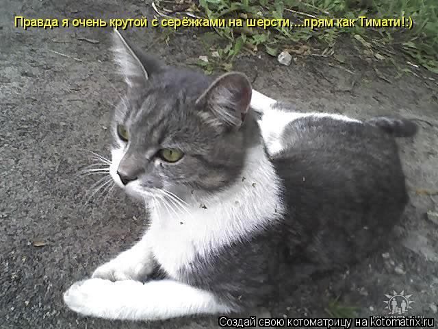 Правда я очень крутой с серёжками на шерсти....прям как Тимати!:)... Котоматрица: Правда я очень крутой с серёжками на шерсти....прям как Тимати!:)