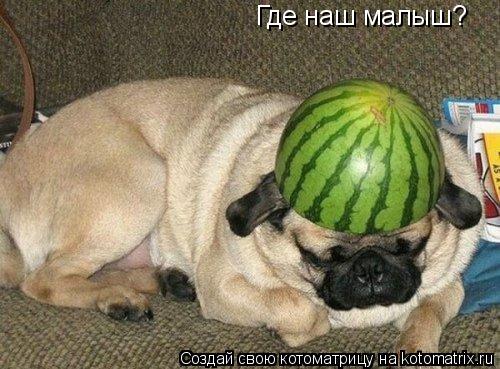 Где наш малыш?... Котоматрица: Где наш малыш?