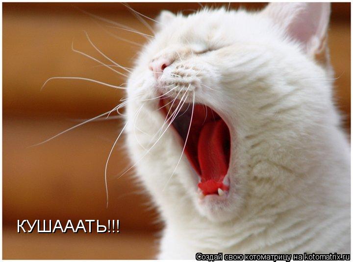 КУШАААТЬ!!!... Котоматрица: КУШАААТЬ!!!