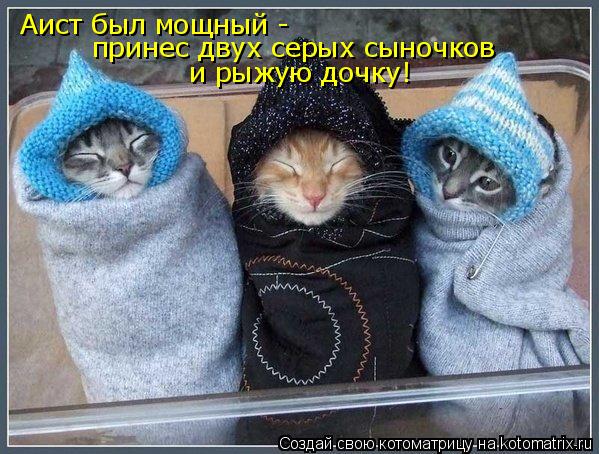 Аист был мощный - принес двух серых сыночков и рыжую дочку!... Котоматрица: Аист был мощный - принес двух серых сыночков и рыжую дочку!