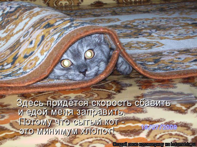 Котоматрица: Здесь придётся скорость сбавить и едой меня заправить. Потому что сытый кот - это минимум хлопот!