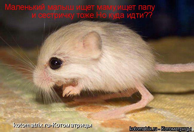Котоматрица: Маленький малыш ищет маму,ищет папу и сестричку тоже.Но куда идти?? kotomatrix.ru-Котоматрицы