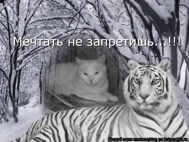 Мечтать не запретишь...!!! Мечтать не запретишь...!!!... Котоматрица: Мечтать не запретишь...!!! Мечтать не запретишь...!!!