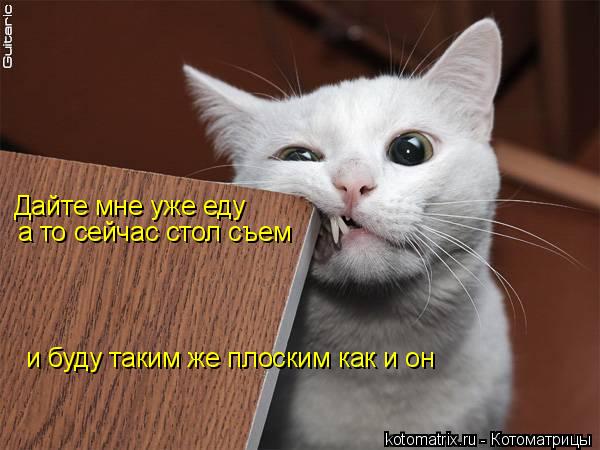 Котоматрица: Дайте мне уже еду а то сейчас стол съем и буду таким же плоским как и он