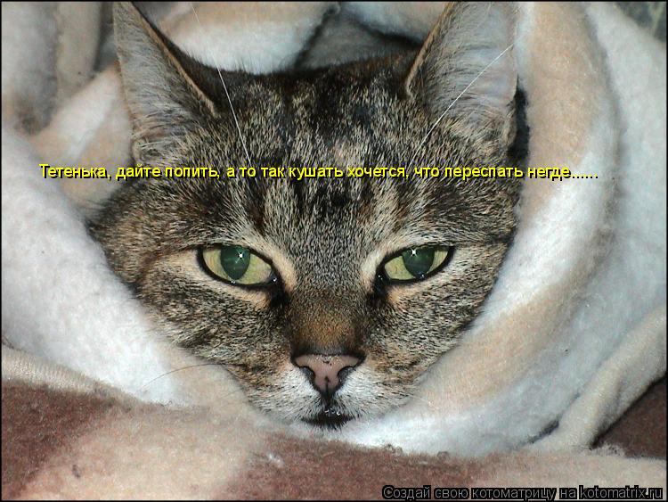 Котоматрица: Тетенька, дайте попить, а то так кушать хочется, что переспать негде......