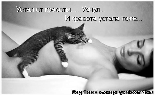 Котоматрица: Устал от красоты.... Устал от красоты.... Уснул... Уснул... И красота устала тоже...