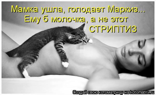 Котоматрица: Мамка ушла, голодает Маркиз... Ему б молочка, а не этот  СТРИПТИЗ