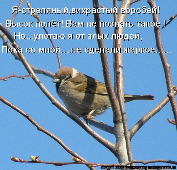 Котоматрица: Я-стреляный,вихрастый воробей! Высок полёт! Вам не познать такое ! Но...улетаю я от злых людей, Пока со мной....не сделали жаркое......
