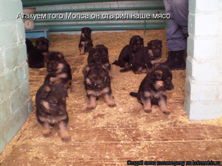 Атакуем того Мопса он Атакуем того Мопса он стырил наше мясо... Котоматрица: Атакуем того Мопса он Атакуем того Мопса он стырил наше мясо