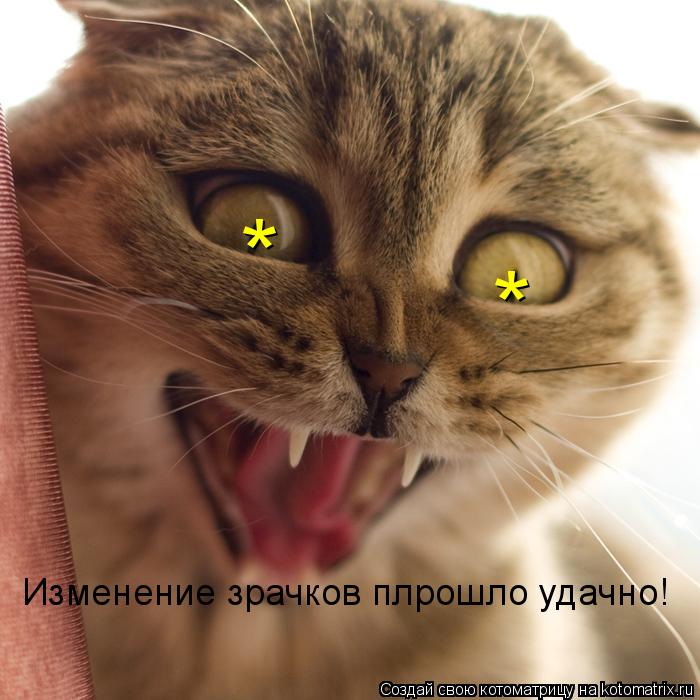 * * Изменение зрачков плрошло удачно!... Котоматрица: * * Изменение зрачков плрошло удачно!