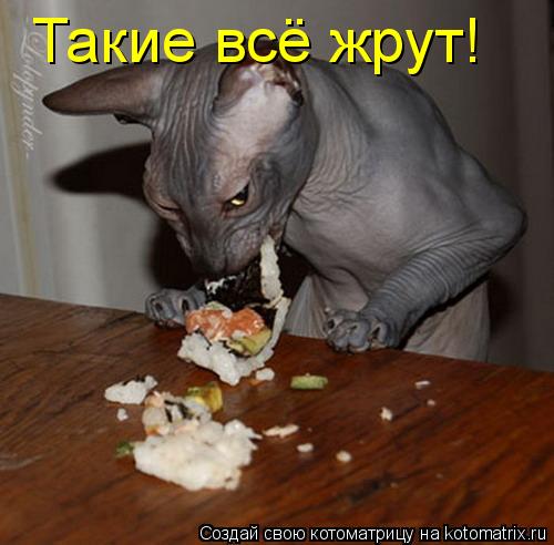 Такие всё жрут!... Котоматрица: Такие всё жрут!