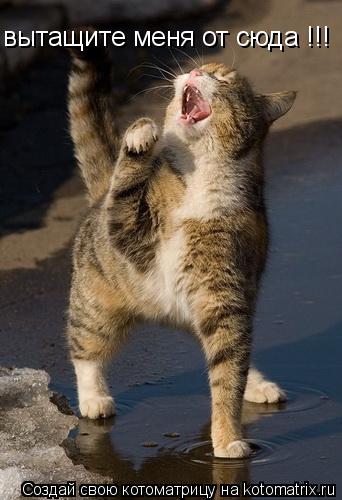 вытащите меня от сюда !!!... Котоматрица: вытащите меня от сюда !!!