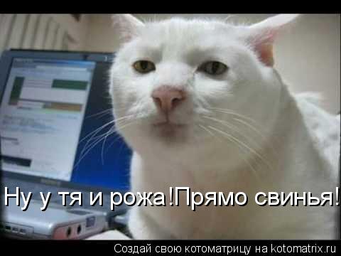 Ну у тя и рожа!Прямо свинья!... Котоматрица: Ну у тя и рожа!Прямо свинья!
