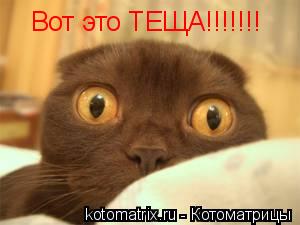 Вот это ТЕЩА!!!!!!!... Котоматрица: Вот это ТЕЩА!!!!!!!
