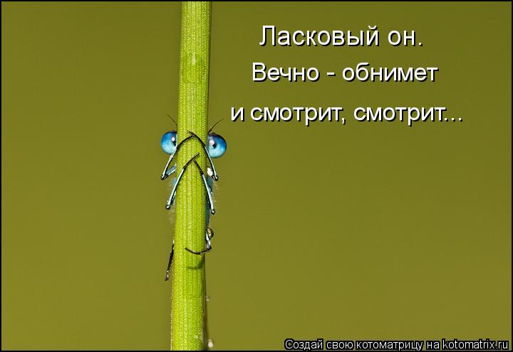 Ласковый он. Вечно - обнимет и смотрит, смотрит...... Котоматрица: Ласковый он. Вечно - обнимет и смотрит, смотрит...