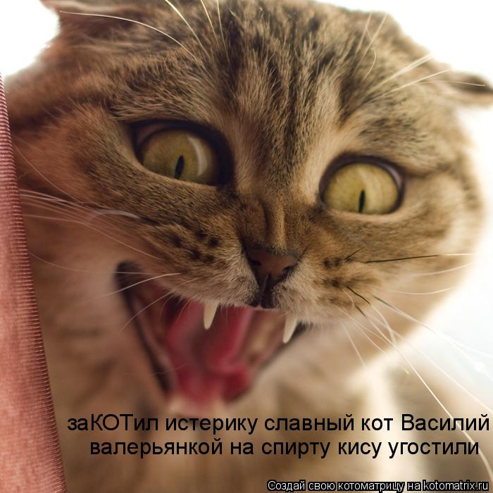 заКОТил истерику славный кот Василий валерьянкой на спирту кису угостили... Котоматрица: заКОТил истерику славный кот Василий валерьянкой на спирту кису угостили