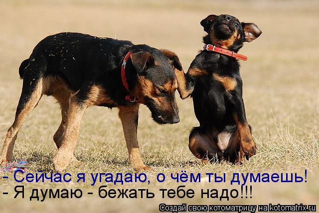 - Сейчас я угадаю, о чём ты думаешь! - Я думаю - бежать тебе надо!!!... Котоматрица: - Сейчас я угадаю, о чём ты думаешь! - Я думаю - бежать тебе надо!!!