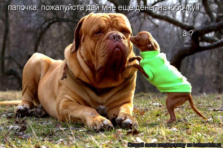 папочка, пожалуйста дай мне ещё денег на юбочку ! а ?... Котоматрица: папочка, пожалуйста дай мне ещё денег на юбочку ! а ?