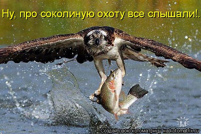 Ну, про соколиную охоту все слышали!..... Котоматрица: Ну, про соколиную охоту все слышали!..