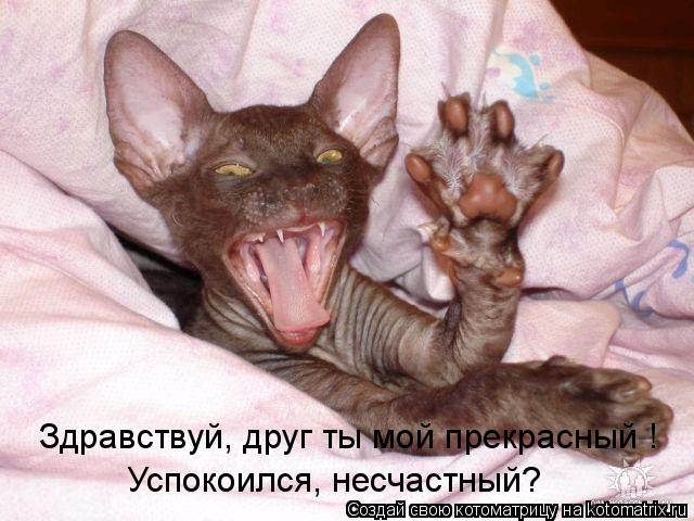 Здравствуй, друг ты мой прекрасный ! Успокоился, несчастный?... Котоматрица: Здравствуй, друг ты мой прекрасный ! Успокоился, несчастный?